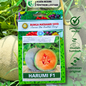 Benih Melon Hibrida HARUMI F1 7 Seed Cap Bunga Matahari Manis Buah Lebat