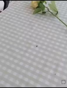 ZH296 Fly Swatter Manual SWAT Pest Control Plastic with Long Handle Plastic Swatter