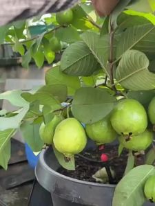Guava Potted Plant Wholesale Guava Chicken Droppings Fruit   Pulling Fruit Guava Trumpet Perennial Plant