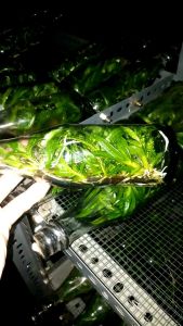 Bibit Anggrek Dendrobium Twister-Melintir Size AKLIM siap untuk di seedling