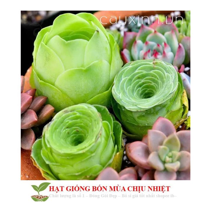 MJ261%20H%E1%BA%A1t%20gi%E1%BB%91ng%20sen%20%C4%91%C3%A1%20hoa%20h%E1%BB%93ng%20xanh%2020%20h%E1%BA%A1t%20-%20Image%205