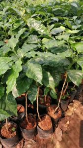 ต้นกาแฟ อาราบิก้า (1ชุด2ต้น) ขนาดต้น40 ซม