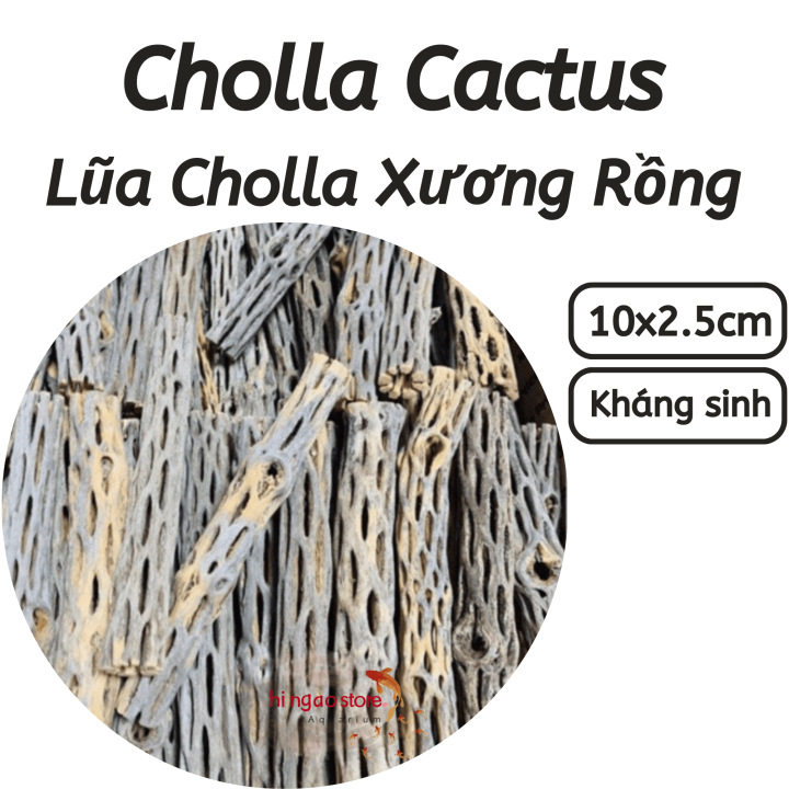 Cholla Cactus - Lũa Cholla xương rồng trang trí hồ tép, đồ chơi cho tép ...