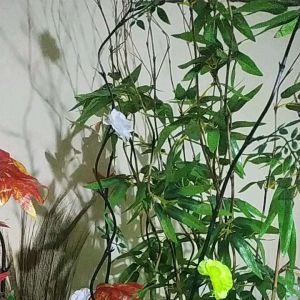 HIASAN BUNGA BAMBU ULIR INUL HARGA PER BATANG TANPA POT/ VAS