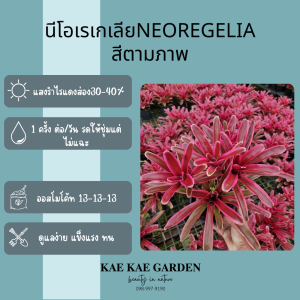 สับปะรดสีหรือบรอมีเลียดBromeliadสีชมพูๆเป็นพืชในวงศ์Bromeliaceaeมีให้เลือกมากมาย