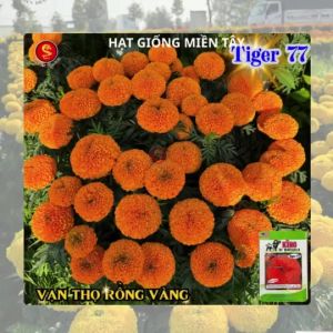 (Gói LỚN 1GRAM khoảng 300 hạt) Hạt Giống Hoa Vạn Thọ Mỹ SUPER A1 -RV - LÙN VÀNG CHANH- Cổ MẬP- bông to Vuông.