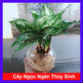 Cây Ngọc Ngân Thủy Sinh - Cây cảnh phong thủy để bàn. 