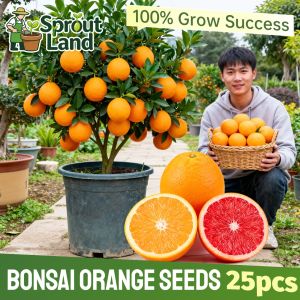 High Germination 25pcs Bonsai Orange Seeds for Planting Fruits High Yield Dwarf Orange Tree Plant Seeds Garden Balcony Potted Orange Live Plant Tropical Fruit Seeds Sweet Orange Seedlings Real Fruit Bearing Tree Seeds Easy To Grow Fruits Vegetable Seeds