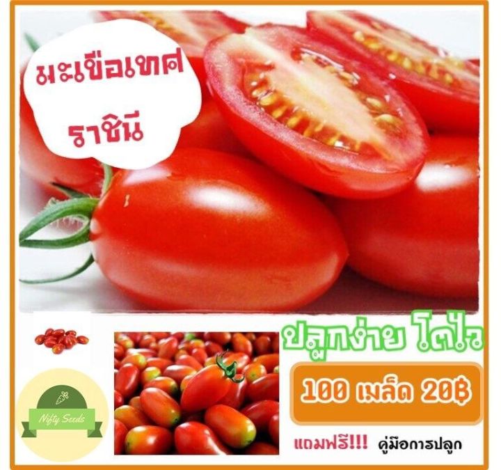 เมล็ดมะเขือเทศราชินี ปลูกง่าย โตไว ราคาถูก