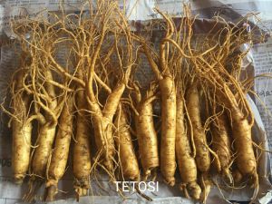 Nửa Ký Sâm Tươi Hầm Gà Hà Quốc ( 10-15 củ) Giúp Tăng Cường Sức Đề Kháng Nhân Sâm Tươi Hàn Quốc Sâm Tươi Ngâm Mật Ong Sâm Tươi Hầm Gà Tetosi