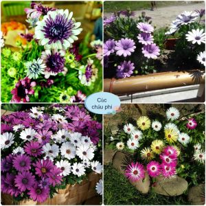 Hạt giống hoa cúc châu phi mix màu-gói 30 hạt