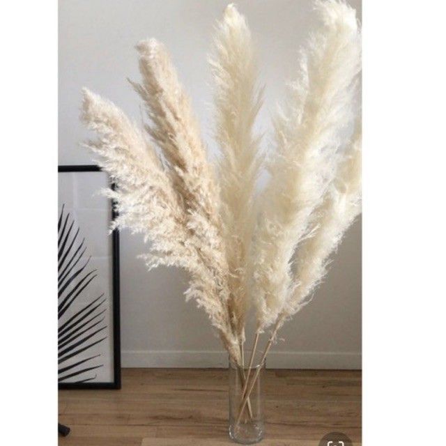 Malaysia Stock Daun Pampas Kering White Natural Pampas Grass Deco Cream ...