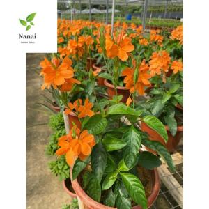 crossandra infundibuliformis [kanakambaram] 6-7 inch pot 300-400mm height