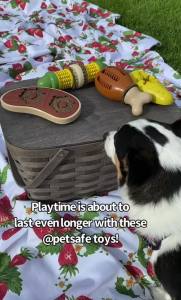 PetSafe Busy Buddy Cravin Corncob Treat Holding Dog Toy Medium/Large    Toothbrush-In-A-Toy Design Helps Clean Teeth While Dog Chews Holds Treat Rings Durable Interactive Play for Dogs 50+ Lb