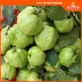 CÂY ỔI NỮ HOÀNG SIÊU TRÁI. 