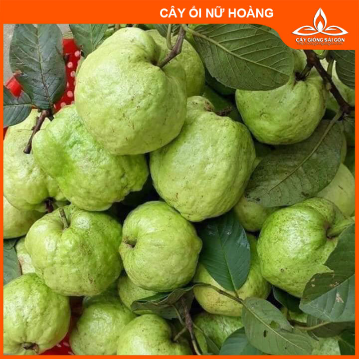 CÂY ỔI NỮ HOÀNG SIÊU TRÁI