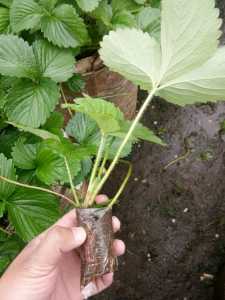 bibit Strawberry Mencir 1pcs budidaya ciwidey Bandung