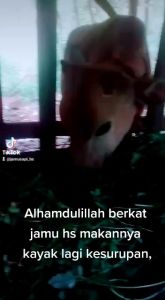 JAMU PENGGEMUK CEPAT HEWAN SAPI KAMBING DOMBA KERBAU KUDA JAMU SAPI HS Jamu Pmk PENGGEMUK