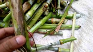 Bibit Rumput Pakcong 1 Kg Navier Pakchong Rumput Tailan