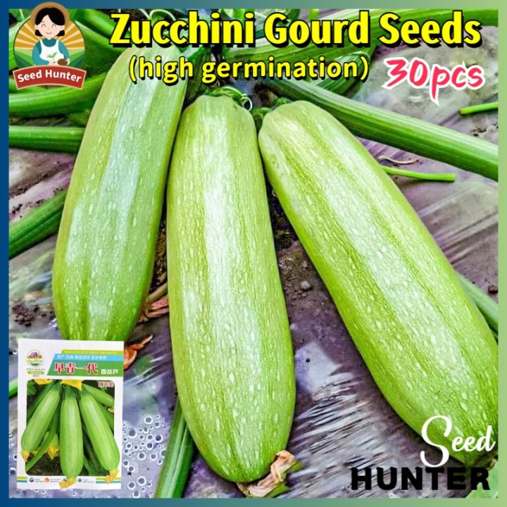 Zucchini Plants For Sale