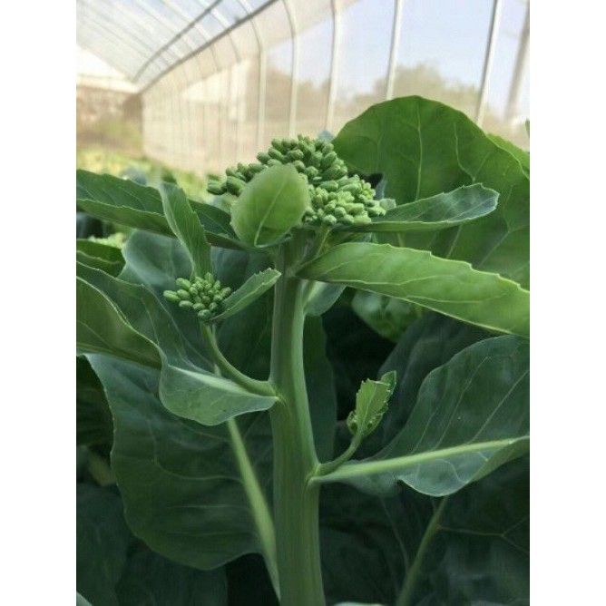 %E2%9A%A1%EF%B8%8FH%E1%BA%A0T%20GI%E1%BB%90NG%20RAU%20C%E1%BA%A2I%20L%C3%80N%20HOA%20V%C3%80NG%E2%9A%A1%EF%B8%8F%20N%C4%82NG%20XU%E1%BA%A4T%20CAO%20GI%E1%BB%90NG%20CH%E1%BB%90NG%20CH%E1%BB%8AU%20S%C3%82U%20B%E1%BB%86NH%20-%20Image%204