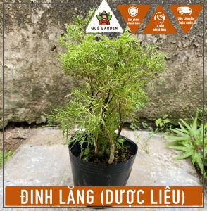 Cây Đinh Lăng - Tổng thể tầm 20-30 cm - Chịu nắng tốt!