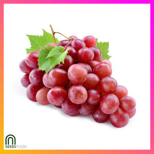 SeedsPLAZA™ - Fresh Grape Seeds for Planting Fruit Plants (5 Seed) Dwarf Bearing Trees Balcony