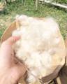 Bông gòn từ cây gòn thiên nhiên dùng nhồi gối thú bông,.....gòn trái (1KG GÒN). 