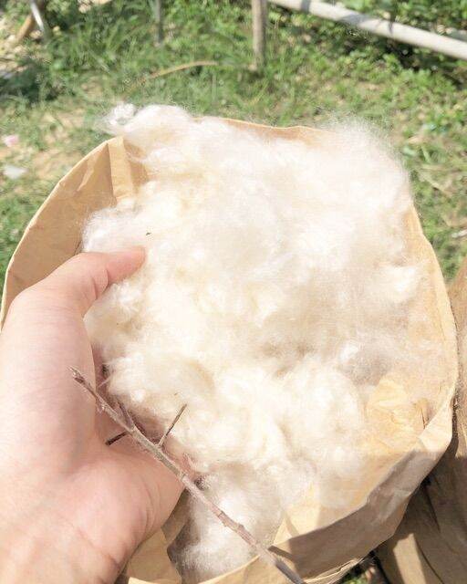 Bông gòn từ cây gòn thiên nhiên dùng nhồi gối thú bông,.....gòn trái (1KG GÒN)