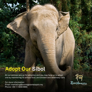 Zoo Negara - Adopt our Sibol