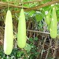 100 BIJI LABU AIR LABU PUTIH. 