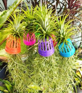 เคราฤาษี ทิลแลนเซีย ตระกร้าสี ไม้ฟอกอากาศ ดักฝุ่น ดูดความชื้นภายในบ้าน