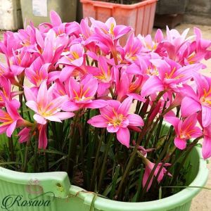 Combo 10 Củ giống hoa huệ mưa củ tóc tiên dể trồng phát triển nhanh