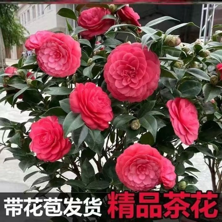 Camellia potted five-color red dan with original soil four seasons ...