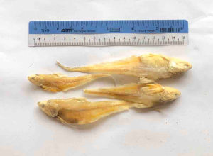 Ikan Masin Bulu Ayam (200gram or 500gram) fresh and sedap