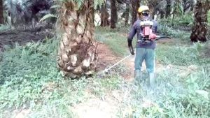 Penyiang Gulma Kebun dan Pembersih Rumput Kebun