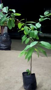 น้อยหน่าพันธ์ุเกษตร เพาะเมล็ด ทนแลงทนฝนปลูกง่ายทุกพื้นที่