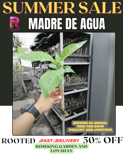 MADRE DE AGUA PLANTS 5+1 FREEBIE CUTTINGS AND ROOTED PLANT | BUHAY NA PAGKAIN NG MGA LAGA NATING MANOK AT BABOY