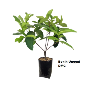 BIBIT JAMBU AIR KIOJOK