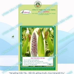 hạt giống Bắp Tím Dẻo Vip 200 Hạt trắng điểm tím ăn dẻo kg 500g