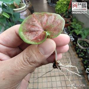 ได้ต้นในรูป (แยกหน่อ มีเขี้ยว ) บอนสีจอมทัพ บอนสีตับรามเกียรติ์ บอนสี จอมทัพ บอนเก่า บอนไทยโบราณ บอนหายาก สะสม ไม้มงคล ไม้ฟอกอากาศ caladium