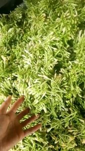 1kg hoa đu đủ đực khô hàng loại 1.