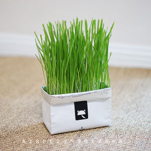 ชุดปลูกต้นอ่อนข้าวสาลี ครั้ง หญ้าแมว ชุดปลูกหญ้าแมว หญ้าหมา หญ้าสุนัข หญ้ากระต่าย หญ้าหนู ปลูกง่าย โตไว ทันใจทาสแมว