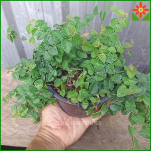 ต้นตีนตุ๊กแก ตีนตุ๊กแก ส่งพร้อมกระถาง 5.5นิ้ว ปลูกเกาะผนัง เกาะกำแพง ทำให้บ้านเย็น
