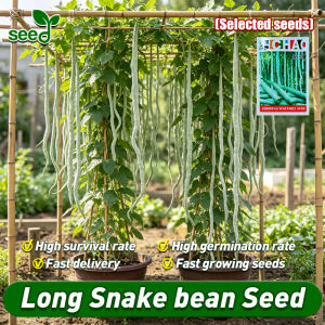 [Selected Seeds] 100% Authentic Giant Long Snake Gourd Seeds for Planting Vegetables Organic Vegetable Seeds for Gardening F1 Hybrid Python Snake Bean Seeds Bonsai Vegetable Live Plants Seeds Long Spikes Vegetable Seeds Long Snake Gourd Seedlings