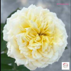 (พันธุ์หายาก) กุหลาบเลเต้ โรส ( Lete Rose/ Lete Rose)