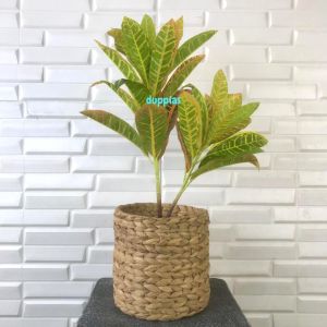 Pohon Plastik Puring Worten X2 T50 Semi Latex Artificial Cover Pot Anyaman Eceng Gondok M Tanaman Hias Dekorasi Rumah Pajangan Hiasan