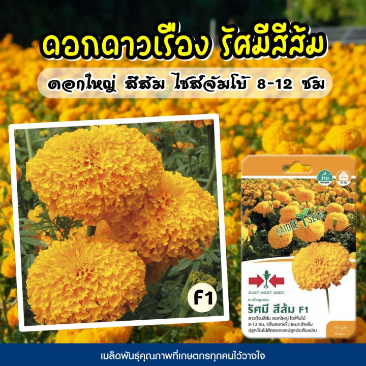 เมล็ดพันธุ์ศรแดง ดาวเรือง ลูกผสม รัศมีสีส้ม ดอกใหญ่