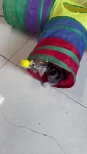 Ready Stock~ Foldable Cat Toy Tunnel Mainan Kucing Mainan Kucing Terowong Cat Playing Games