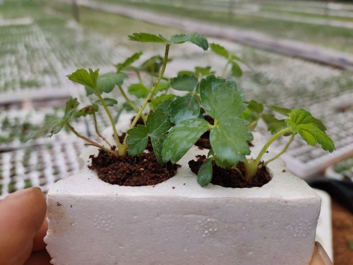 6%20C%C3%A2y%20Gi%E1%BB%91ng%20D%C3%A2u%20T%C3%A2y%20M%E1%BB%B9%20Albion%20Ch%E1%BA%A5t%20L%C6%B0%E1%BB%A3ng%20-%20Image%207